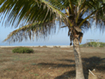 category Image